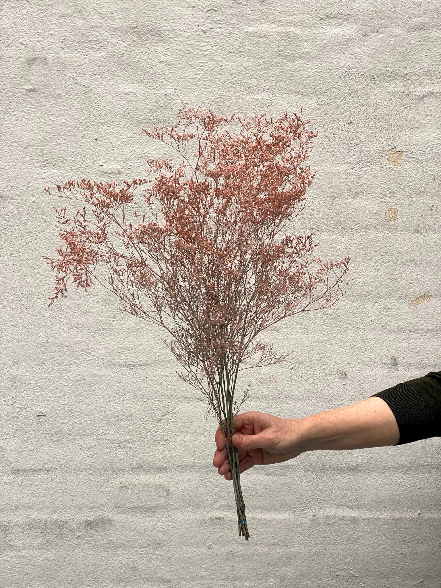 Limonium