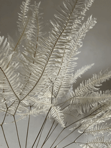 Bleached fern